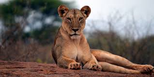 safari feature img